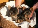 yorkshire cuccioli