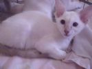 siamese e orientali pura razza 3392027829