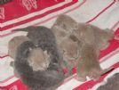 british shorthair disponibili 7 gattini sani molto robusti max serieta