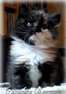 bellissimi cuccioli di razza siberiana, ipoallergenici