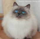 gattini siberiani neva masquerade disponibili