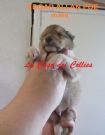 cuccioli fulvi di pastore scozzese (collie)