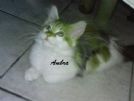 femmina di maine coon