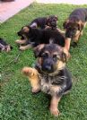 cuccioli pastore tedesco
