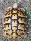 tartarughe di terra hermanni 