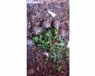 tartarughe di terra hermanni di 3 anni
