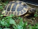 maschi di testudo hermanni