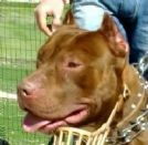 disponibile pitbull per monte