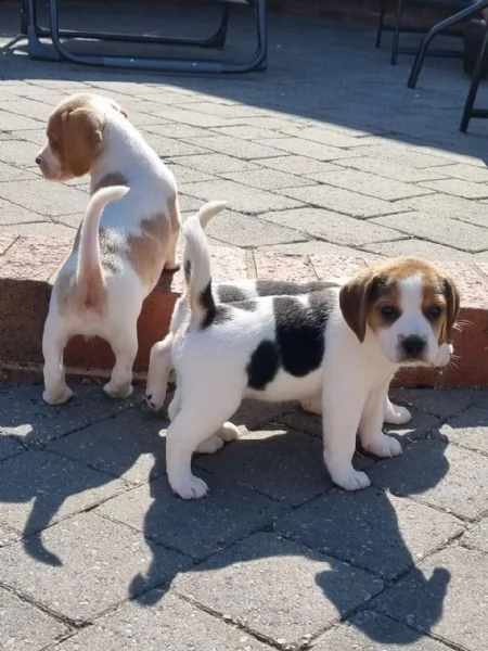  beagle cuccioli | Foto 5