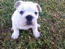 cuccioli di bulldog inglese