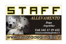 dogo argentino cuccioli di altissima geneologia