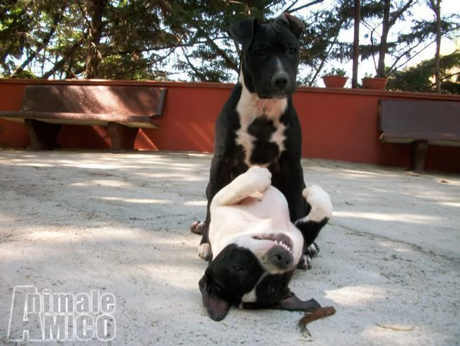 cuccioli di amstaff american staffordshire terrier in campania e basilicata | Foto 1