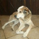 adozione urgente per luna 8 anni, tg mediogrande, dopo tante sventure cerca una casa per sempre!