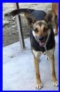 adotta ife mix pincher tg piccola 6 anni, in canile da sempre, leggi la sua storia...