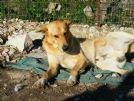 una casa per questo cagnolone sfortunato!
