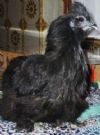 uova di gallina razza moroseta