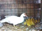 cairina moschata del sud america,domestica,muta, prox schiusa