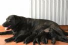 cuccioli di labrador retriever