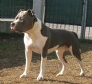 cuccioli di amstaff blue e blue tigrato