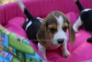 cucciolotti di beagle