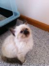 cuccioli sacro di birmania