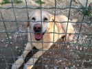 benji femmina labrador di 10 anni - non possiamo farla tornare nel lager