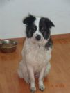 sf: sofia 2 anni taglia media - dolcissima