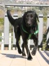 sf: poly giovanissimo mix labrador 3 anni taglia media - ottimo carattere