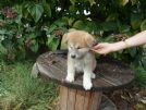 disponiamo da prenotare due adorabili cuccioli di akita inu allevati in casa!950euro
