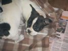 privato accetta prenotazioni per 2 bellissimi cuccioli di bulldog francese nati in casa!prezzo 650euro