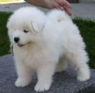prenota ora il tuo adorabilissimo cucciolo di samoiedo nato in casa!850euro