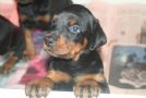 sono disponibili da prenotare 2 bellissimi cuccuioli di dobermann allevati in casa!prezzo 650