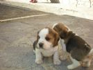 accettiamo prenotazioni per splendidi cuccioli di beagle allevati in casa e italiani!500e