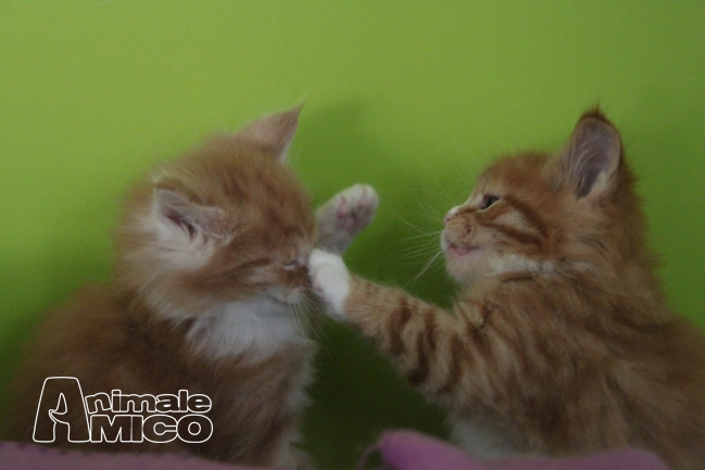 Regalo Cuccioli Maine Coon Padova Escola Leonardo Da Vinci Ipatinga