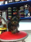 cuccioli york shire mini toy