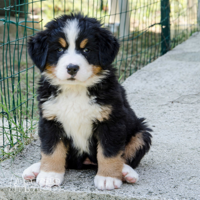 Vendita cucciolo Bovaro del bernese da Privato a Pescara, cani Bovaro del bernese in Vendita