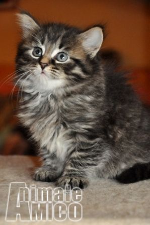 Gatti In Vendita E Regalo A Milano Sapere Saldo Punti Esselunga
