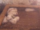 cuccioli di labrador