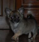 meravigliosi chihuahua con pedigree!!