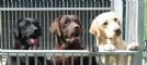 labrador chocolate e neri con pedigree