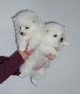 cuccioli...spitz!