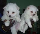 cuccioli...spitz!