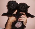cuccioli...spitz!