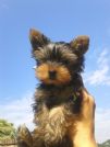vendo cucciola yorkshire terrier (toy) con pedigree