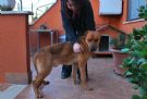 steven 5 anni, cerca urgentemente casa