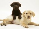 labrador chocolat e miele favolosi!! da 20€ al mese