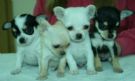 chihuahua veramente mini, massima serieta e pagamenti agevolati