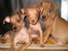 pinscher piccolissimi paghi a rate senza busta paga
