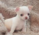 chihuahua mini, italiani, da 20€ al mese