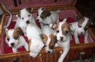 miniature jack russell italiani pagabili a rate